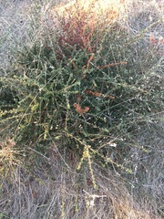 Ceanothus foliosus foliosus