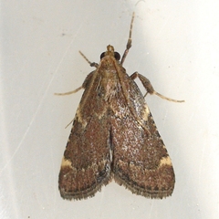 Hypsopygia intermedialis