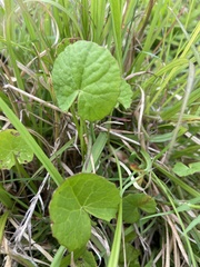 Centella