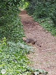 Lycalopex gymnocercus