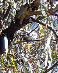 Chrysococcyx basalis