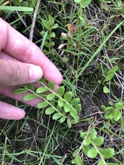 Lobelia concolor