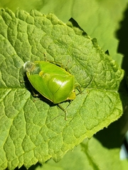 Glaucias amyoti