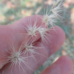 Bouteloua rigidiseta