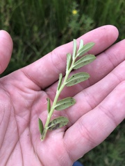 Lobelia concolor