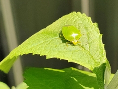 Glaucias amyoti