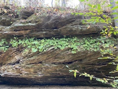 Heuchera missouriensis