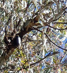 Chrysococcyx basalis