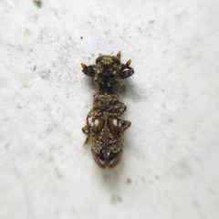 Pelonium