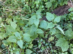 Scutellaria lateriflora