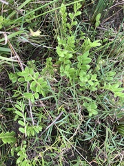 Lobelia concolor