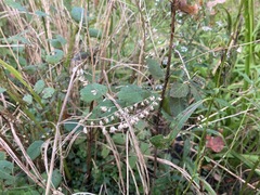 Scutellaria lateriflora