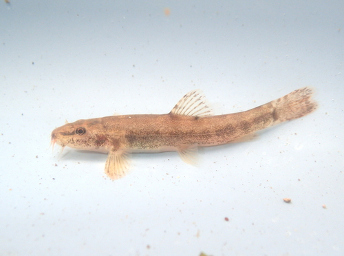 Stone Loach