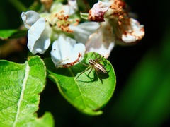 Oxyopes gracilipes
