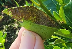 Phyllocnistis citrella