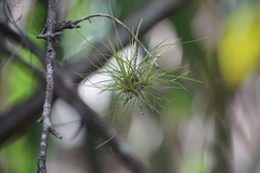 Tillandsia setacea
