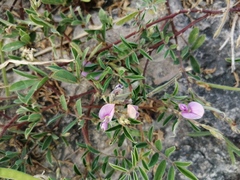 Tephrosia cinerea