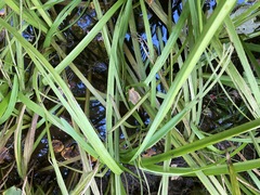 Sparganium americanum