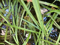 Sparganium americanum