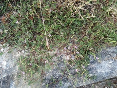 Tephrosia cinerea