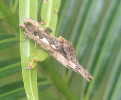 Spatalia duplius