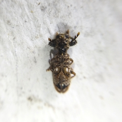 Pelonium