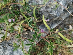 Tephrosia cinerea