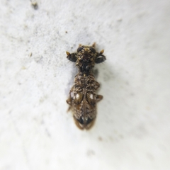 Pelonium