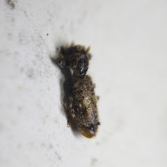 Pelonium