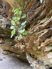 Heuchera missouriensis