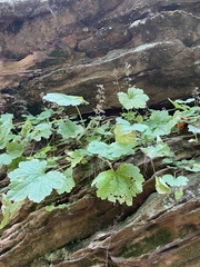 Heuchera missouriensis