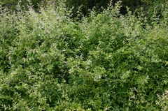 Sageretia minutiflora