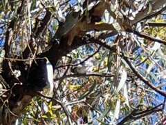 Chrysococcyx basalis