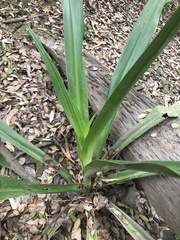 Crinum pedunculatum