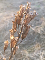 Toxicoscordion fremontii