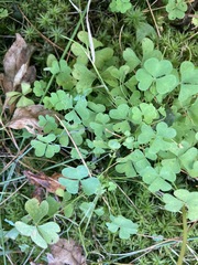 Oxalis