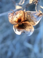 Toxicoscordion fremontii