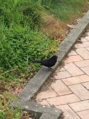 Turdus merula merula