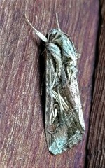 Spodoptera dolichos