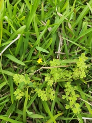 Oxalis exilis