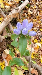 Gentiana saponaria