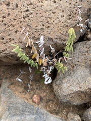 Pellaea ternifolia