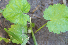 Modiola caroliniana