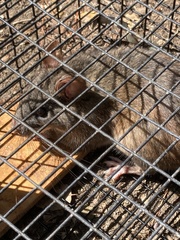 Neotoma fuscipes annectens