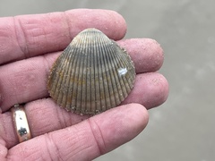 Dinocardium robustum