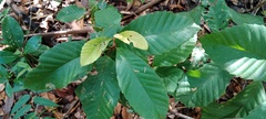 Dilleniaceae