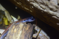 Plethodon yonahlossee
