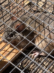 Neotoma fuscipes annectens