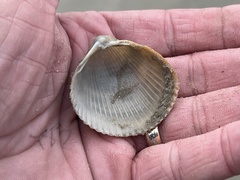 Dinocardium robustum