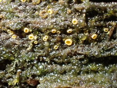 Arachnopeziza trabinelloides